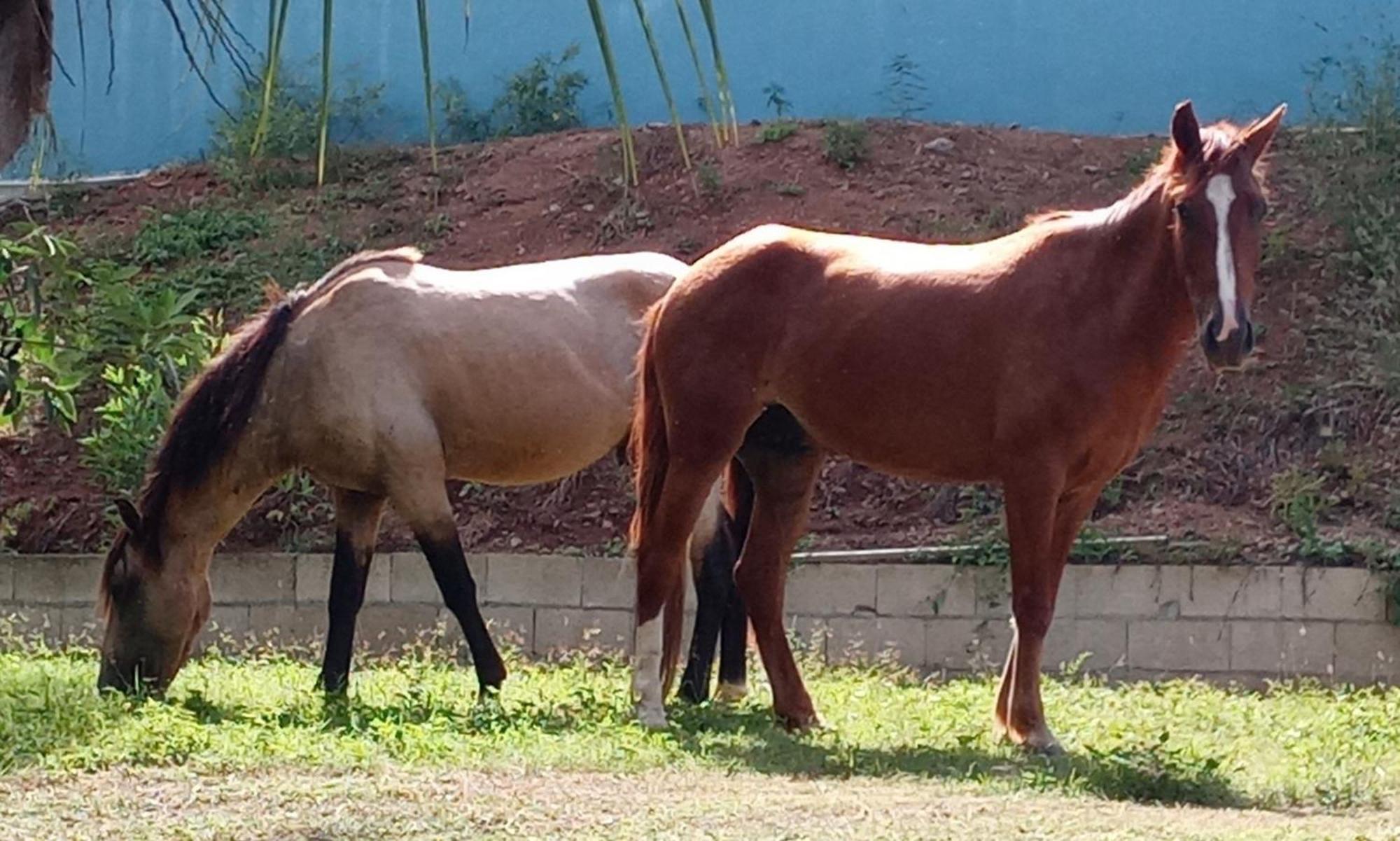 Studio 4 Casiguaya With Garden Access Vieques Ngoại thất bức ảnh